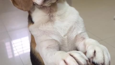 Doggo wants to Play