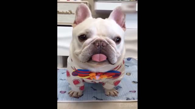 Funny cats and dogs compilation 1 of funny animals very beautiful