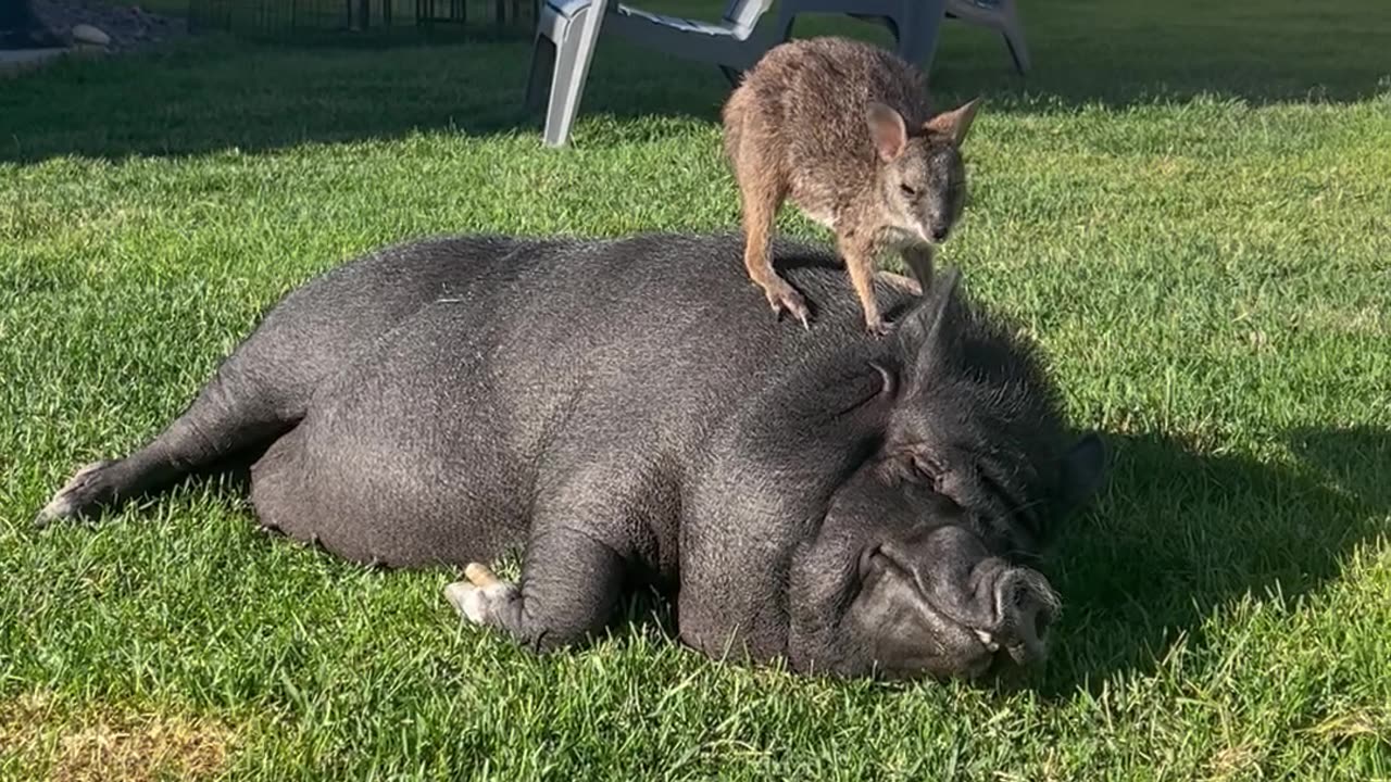 Our Wallaby Loves Hanging With the Pigs