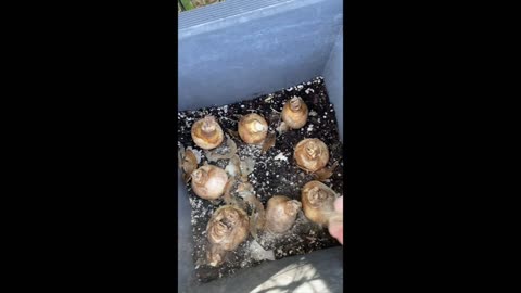 Layered Bulb Planting