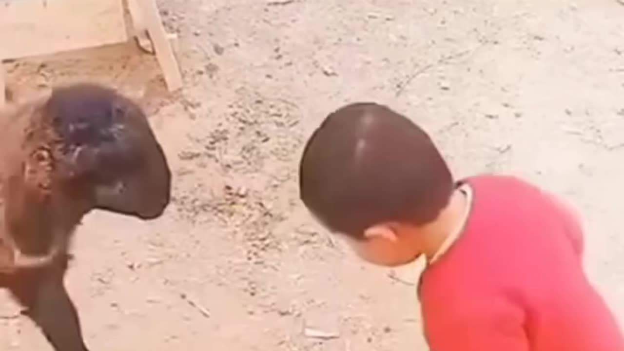 goat fight with child 😂😂