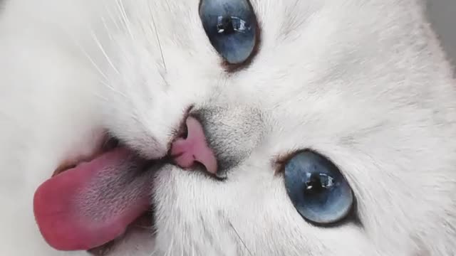 Cute And Funny Pets | Try Not To Laugh To These Pets Compilation #7 Cutest Lands