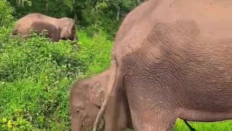 Elephant 🐘 training