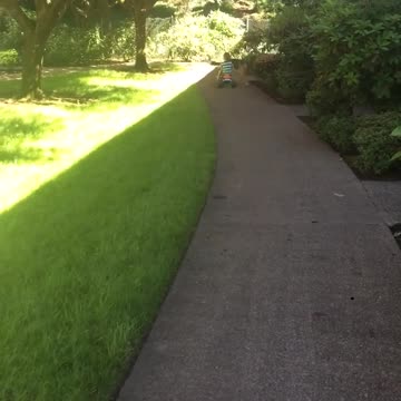 Ovejero Alemán arrea instintivamente a un niño en bicicleta