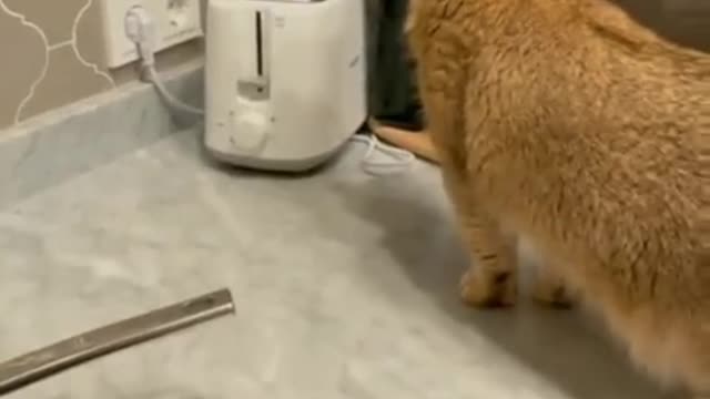 Funny cat