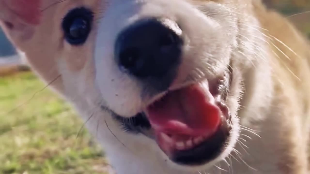 There are so many beautiful puppies, how can this puppy be so cute?