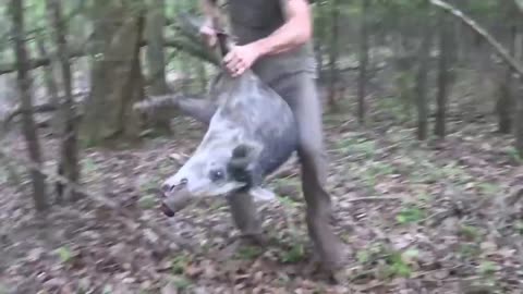 Primitive Pig Trap That WORKS... Survival