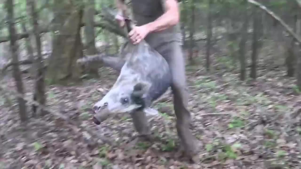 Primitive Pig Trap That WORKS... Survival