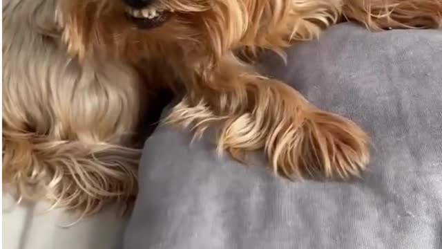 Try this to your dog and see his reaction 😆