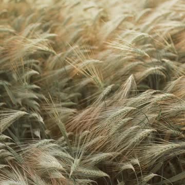 Wheat Plants in Field
