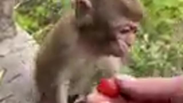 Monkey video