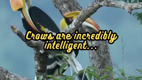 Animal Facts Crow Intelligence #shorts