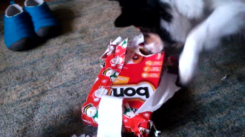 Oscar gives his dog the best Christmas present ever 🤯🎉🎁