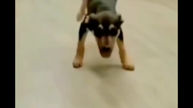 Dog danc short video