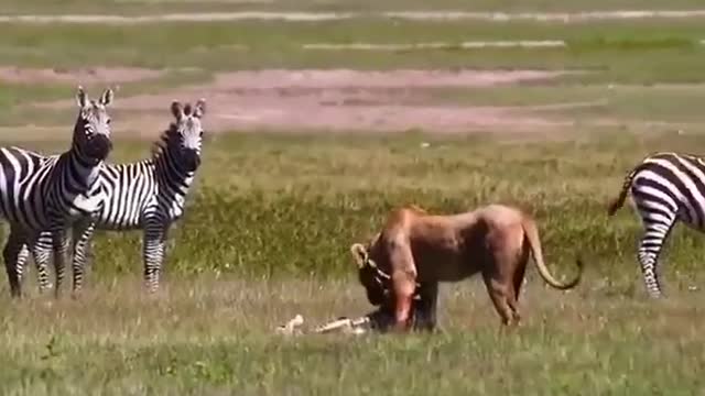 the lion is attacking the zebra baby