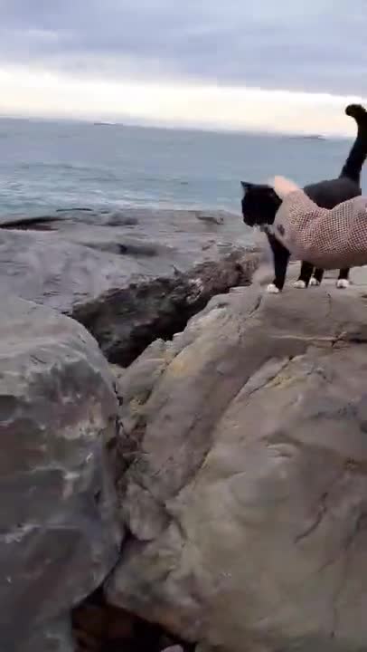 Cats and dogs _ cats meowing _ cats funny videos #shorts