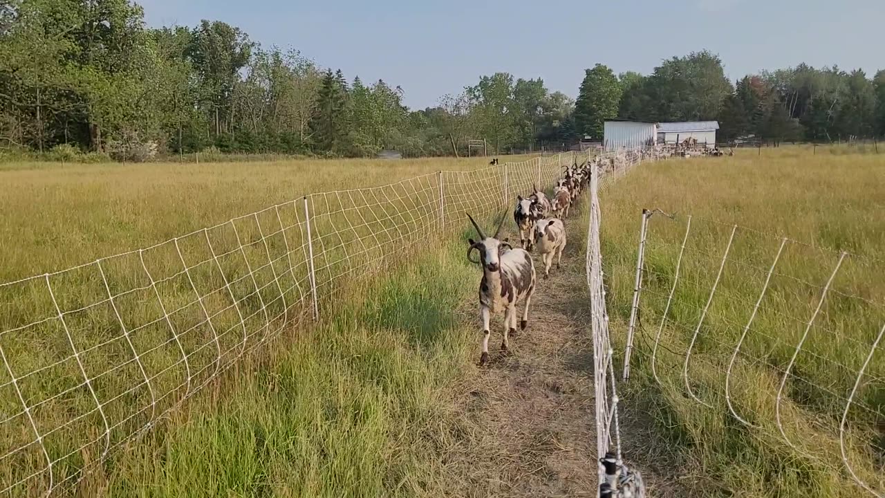 Flock walking down hallway