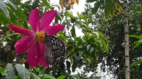Butterfly sucking pollen