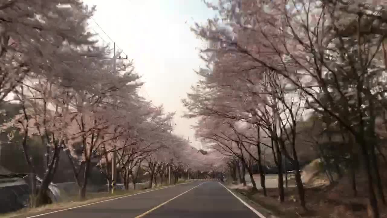 Cherry blossoms along the road