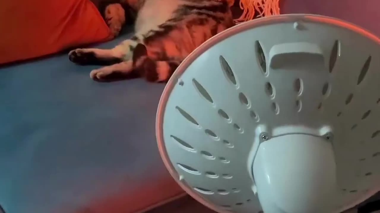 Cute And Funny Cats 😍😍😅😅 #viral #shorts #cat #cats #pets #part 45
