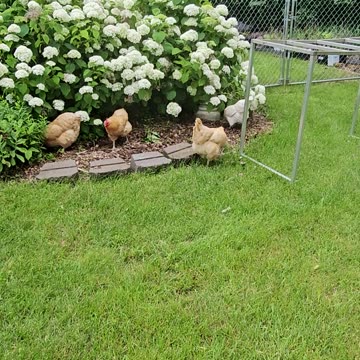 OMC! Chickens hunting in Hydrangeas - Little flock bug hunting at its finest! #chickens #hens #bugs