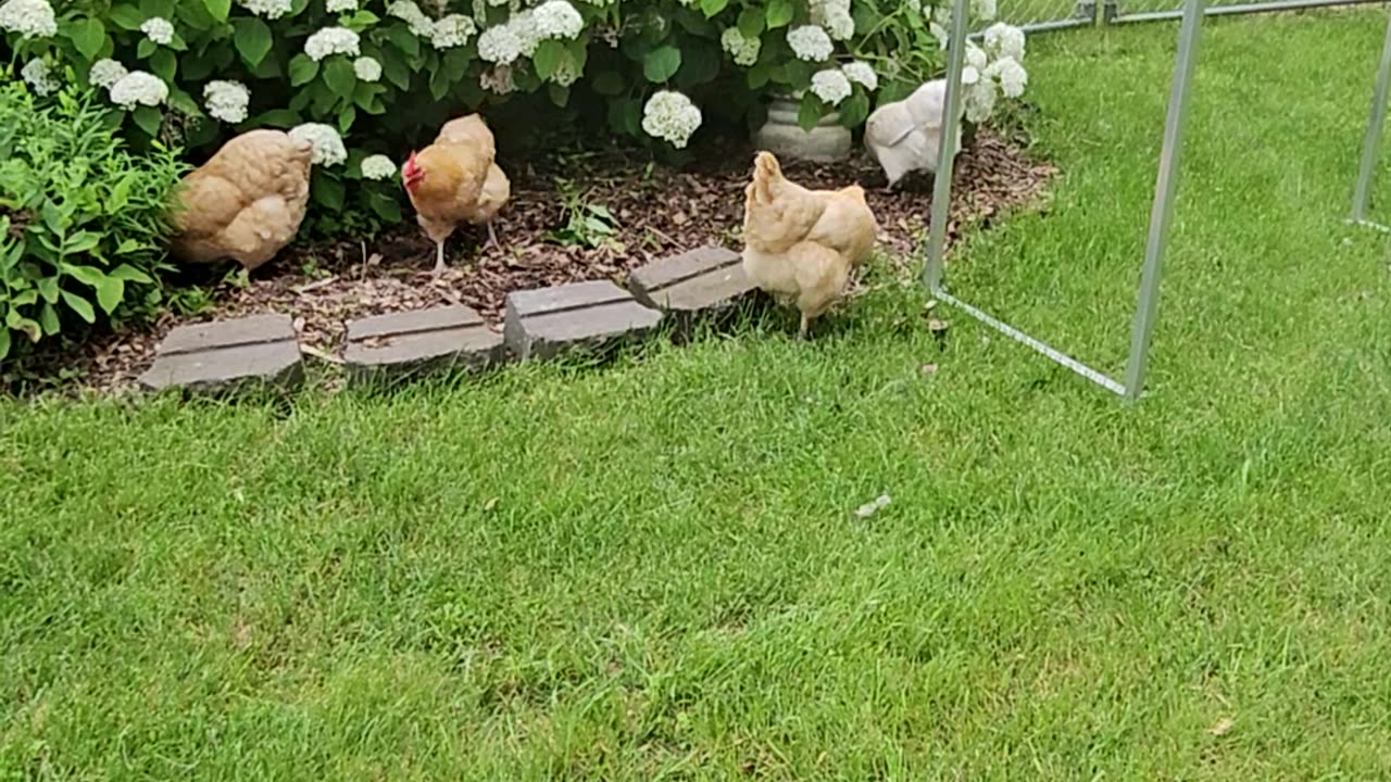 OMC! Chickens hunting in Hydrangeas - Little flock bug hunting at its finest! #chickens #hens #bugs