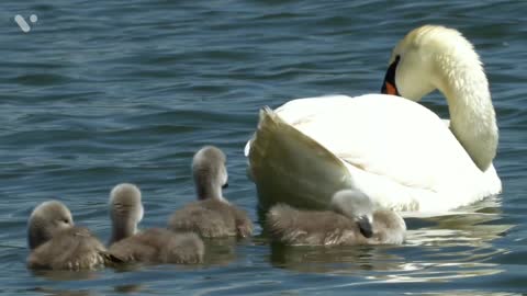 Beautiful & cute duck swimming on the water #RRENJOY8837