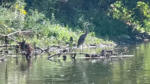 Close up with The Great Blue Heron