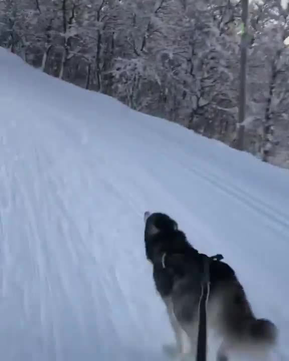 Siberian Husky Loves running through the Snow!!!