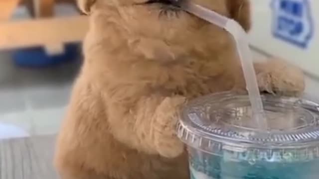 Funny and Cute Pomeranian