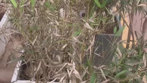 Bamboo green plants in pots