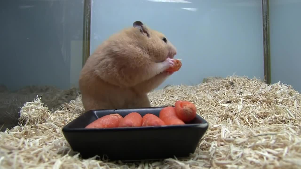 Funny animals eating