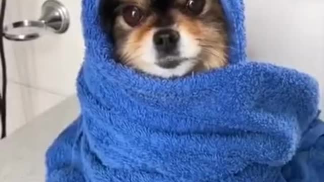 Pom bath time so funny video