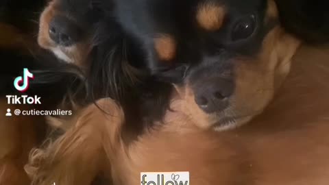 Cutie Cavaliers