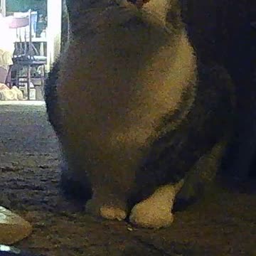 EA S84 - Patient Meatloaf