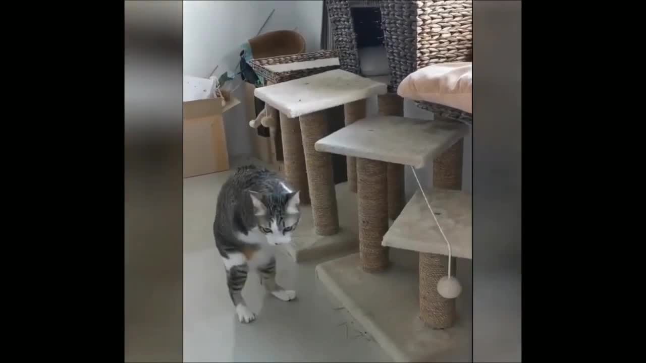 Funny animal video