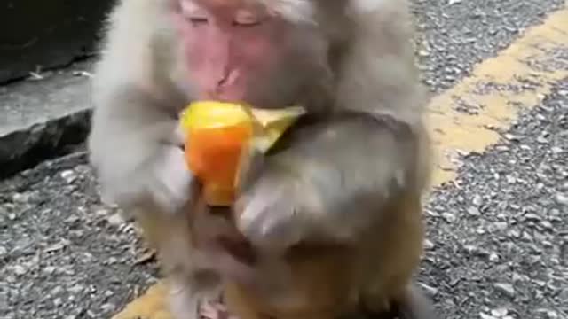 Baby Monkey with its mother