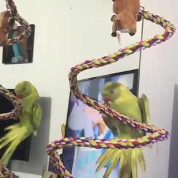 Talking parrot shouts "whee" while hanging upside down