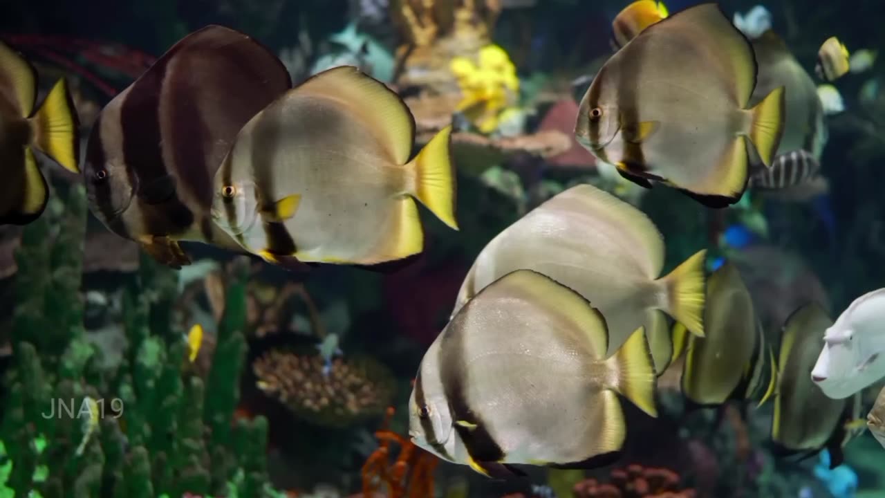 The beauty of fish in the sea