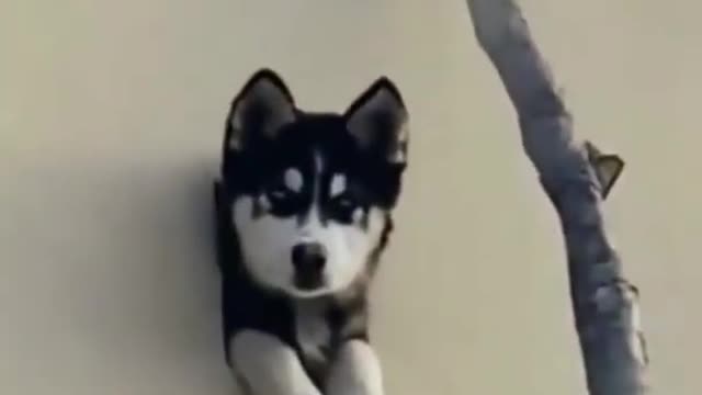 Funny and cute dog videos shorts shortsvideo trending viral video