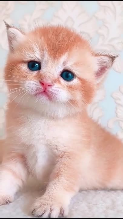 Kitty Rumble cute kitty #short #viral #trending