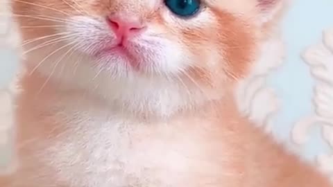 cute kitty #short #viral #trending