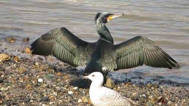 Drying his wings after swimming