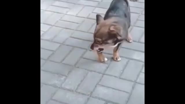 Funny Dog animals video