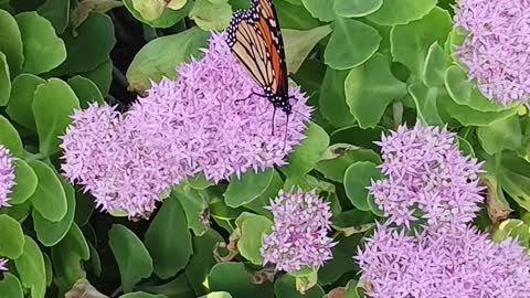 Butterfly and bee