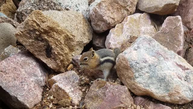 Cute Chipmunks !!!