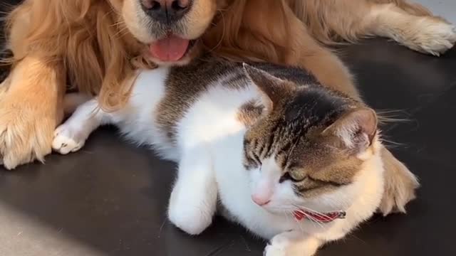 very harmonious life of dogs and cats