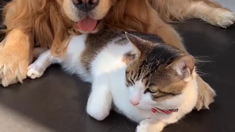 very harmonious life of dogs and cats