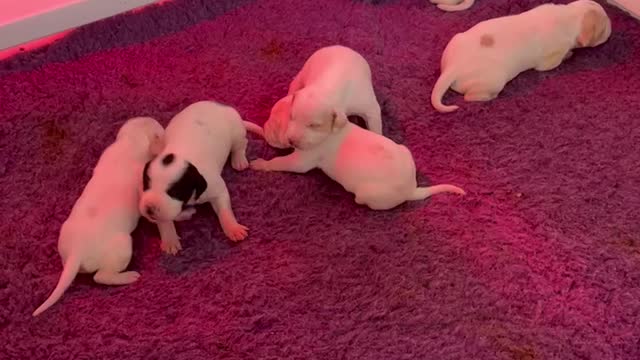 9 day old Pointer Puppies