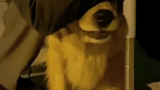 The dog is more caring than some people